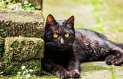 《神秘海域：宝藏猎人》手游即将关服 内购已关闭